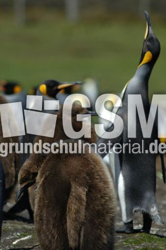 Königspinguin (39 von 84).jpg